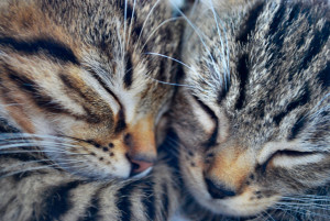 close kittens